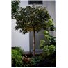 Wever & Ducré Stipo 2.0 Floor lamp